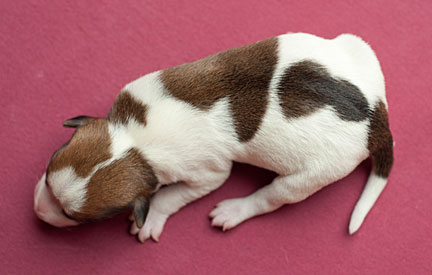 Parson Russell Terrier c-wurf2