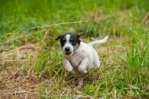 Parson Russell Terrier Cera von den Elmwirschen