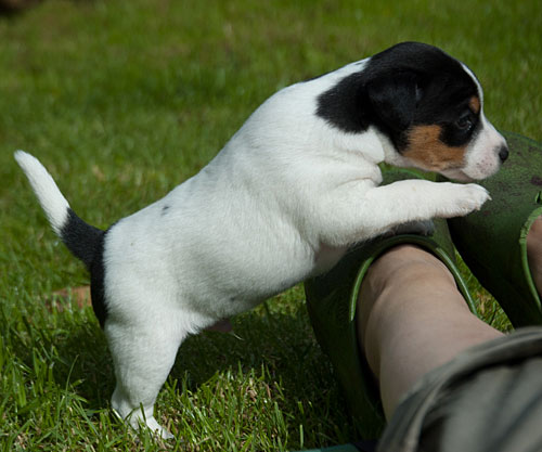 Parson Russell Terrier Cisso von den Elmwirschen