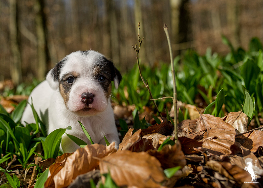 Parson Russell Terrier Ditte