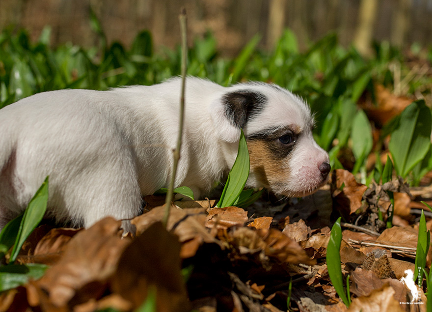 Parson Russell Terrier Ditte