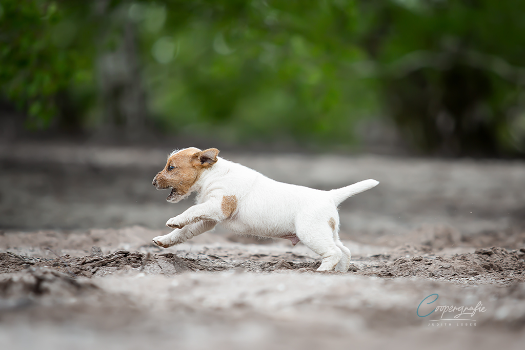 Parson Russell Terrier g-wurf1