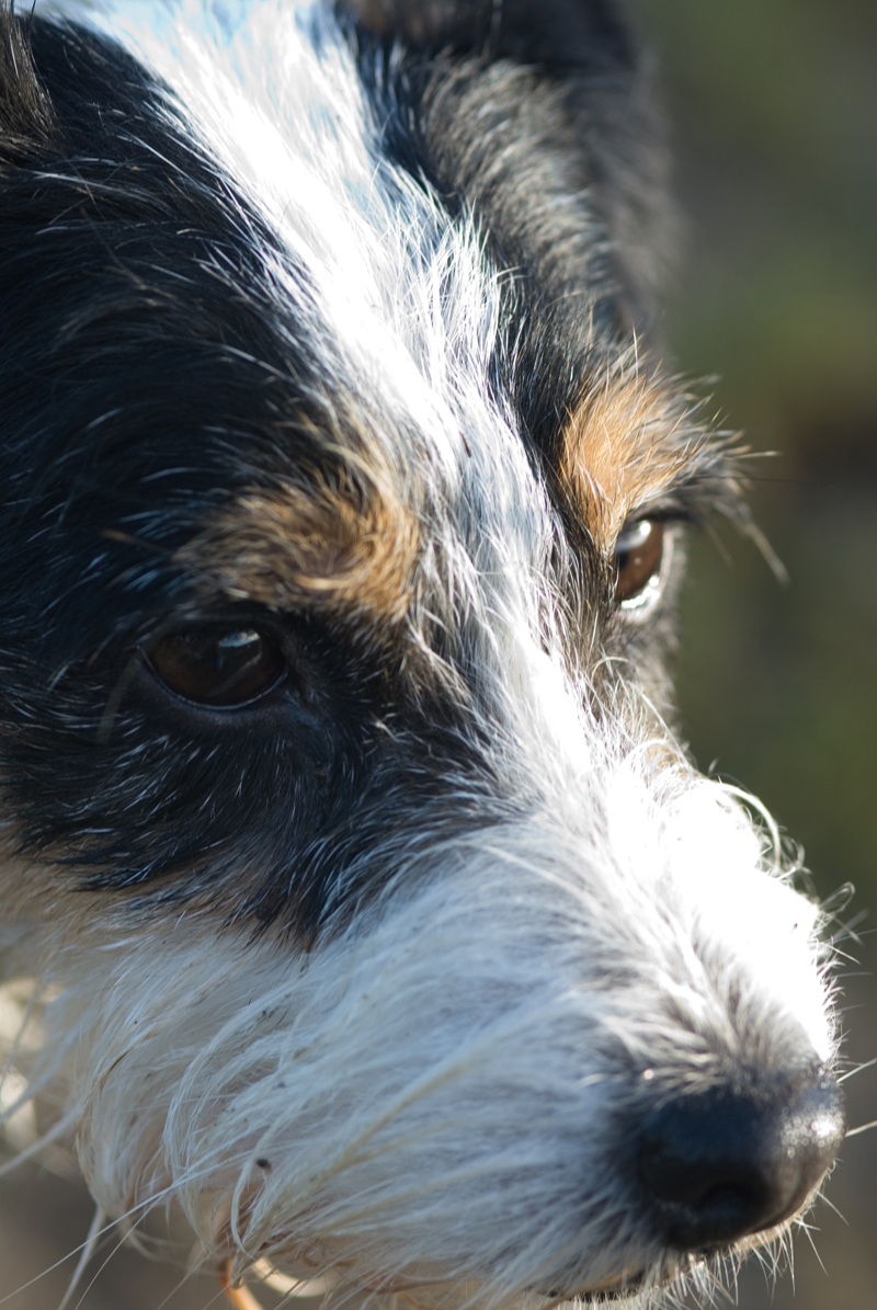 Parson Russell Terrier Grace Kelly of Ascania