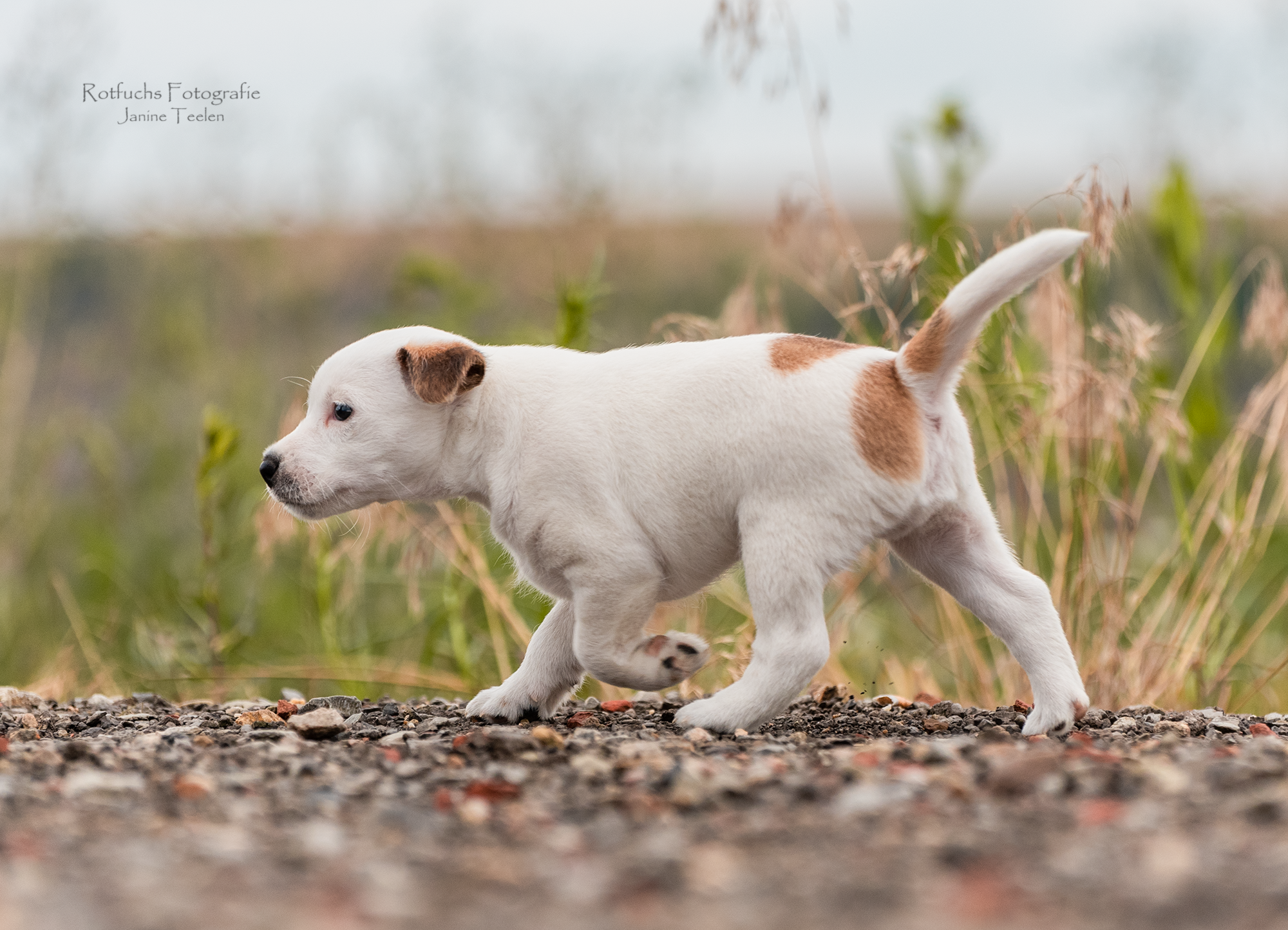 Parson Russell Terrier H-wurf