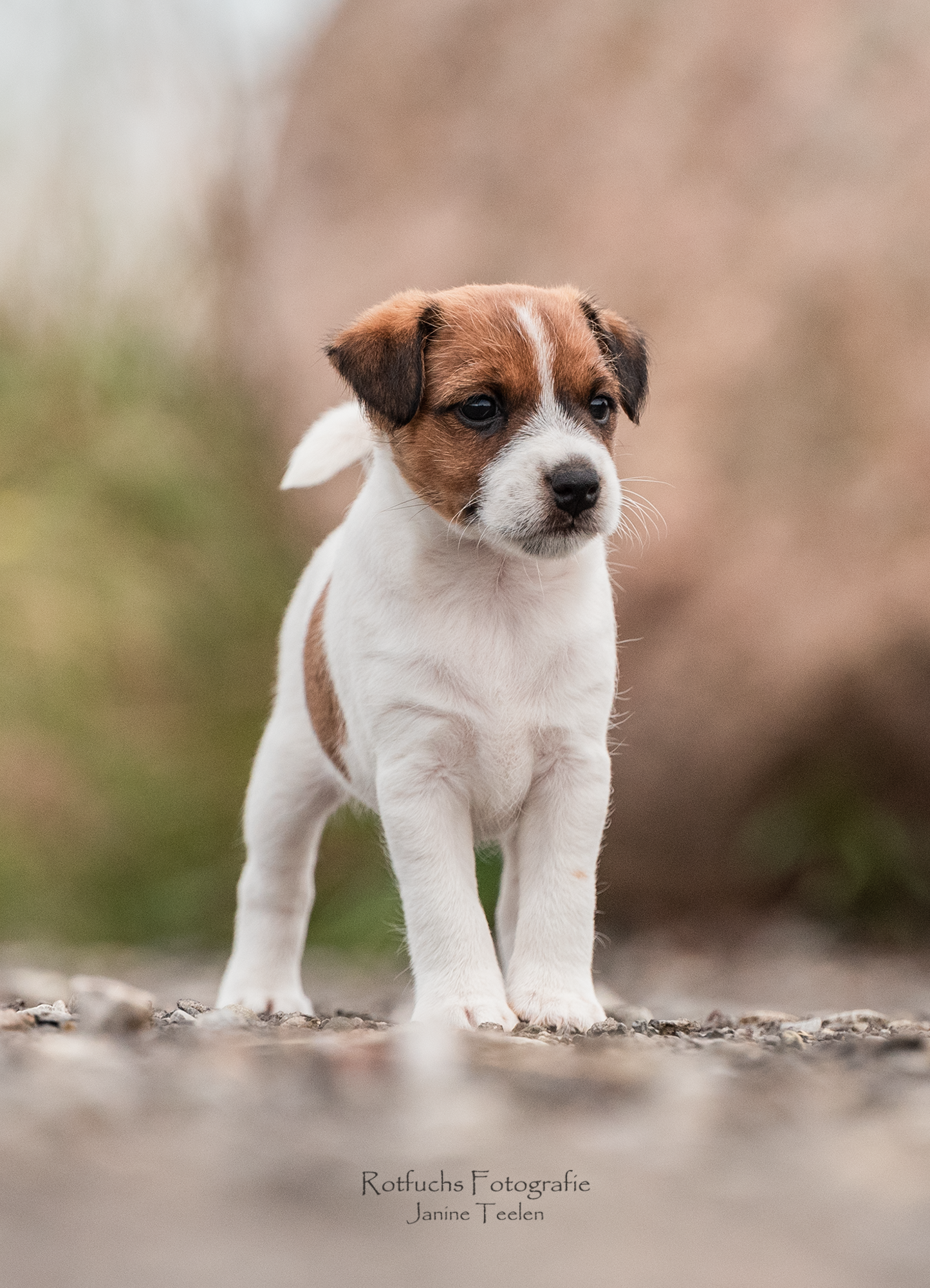 Parson Russell Terrier H-wurf