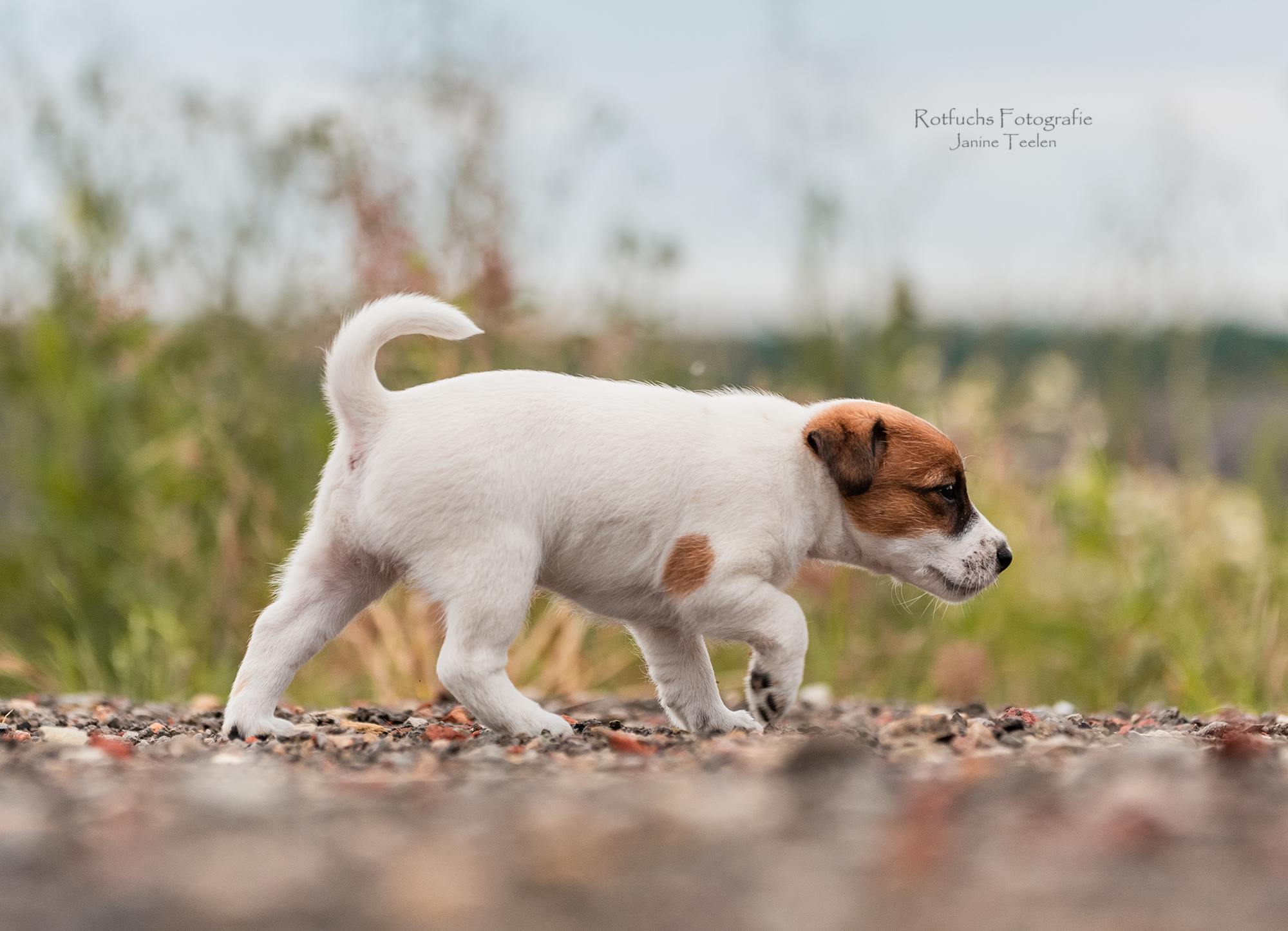 Parson Russell Terrier h-wurf1
