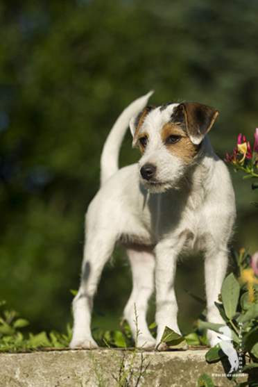 Parson Russell Terrier D-Wurf